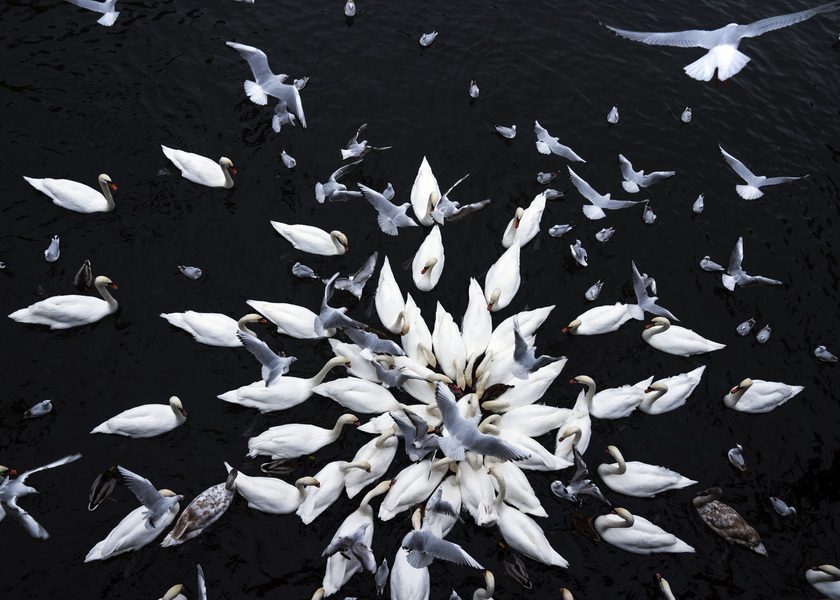 Feeding frenzy, Kottbusser Brücke, Kreuzberg.jpg